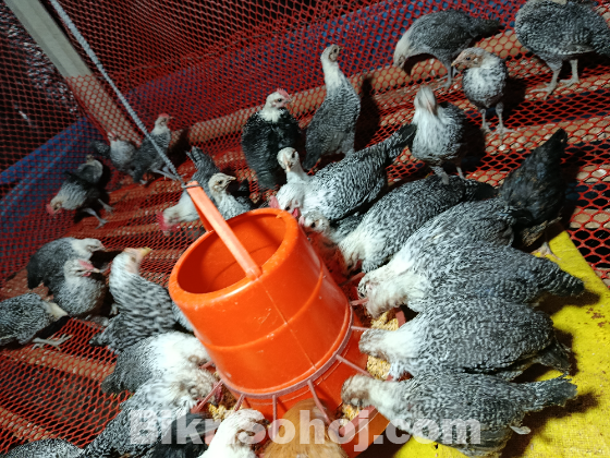 পাওমি মুরগি